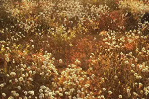 Everlasting: Pom Pom Head Everlasting