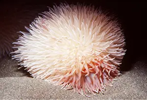 Anemones: POM POM SEA ANEMONE - (deep sea) 300-3300 ft