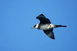 Skuas: Pomarine Jaegar / Pomarine Skua - In flight