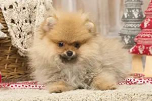 Pomeanian: Pomeanian or Dwarf Spitz puppy dog indoors