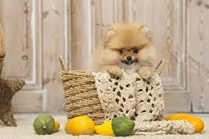 Pomeanian: Pomeanian or Dwarf Spitz puppy dog indoors