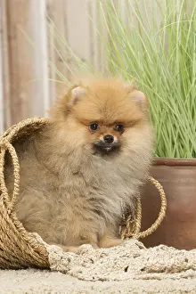 Pomeanian: Pomeanian or Dwarf Spitz puppy dog indoors