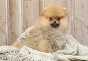Pomeanian: Pomeanian or Dwarf Spitz puppy dog indoors