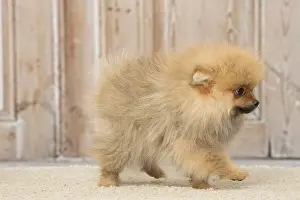 Pomeanian: Pomeanian or Dwarf Spitz puppy dog indoors
