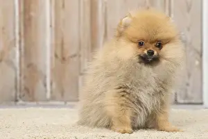 Pomeanian: Pomeanian or Dwarf Spitz puppy dog indoors