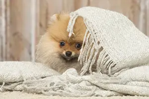 Peeking: Pomeanian or Dwarf Spitz puppy dog indoors