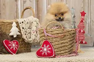 Pomeanian: Pomeanian or Dwarf Spitz puppy dog indoors at Christmas