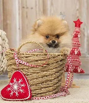 Pomeanian: Pomeanian or Dwarf Spitz puppy dog indoors at Christmas