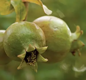 Punica: Pomegranate