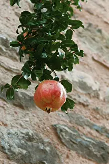 Punica: Pomegranate