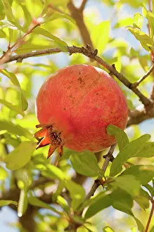 Libya: Pomegranate