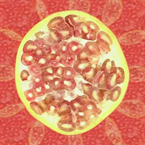 Punica: Pomegranate