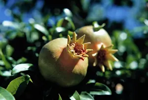 Punica: Pomegranate