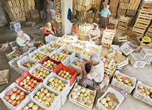 Collected: Pomegranate