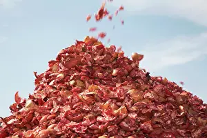 Punica: Pomegranate