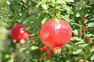 Punica: Pomegranate