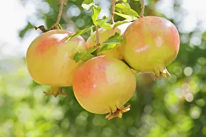 Punica: Pomegranate