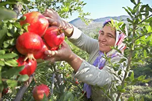 Punica: Pomegranate