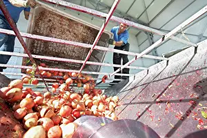 Punica: Pomegranate