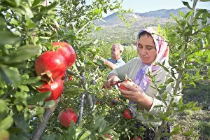 Cheery: Pomegranate