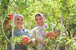 Alliance: Pomegranate