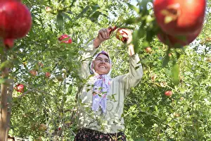 Cheery: Pomegranate