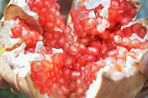 Punica: Pomegranate