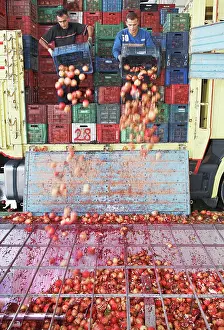 Alliance: Pomegranate