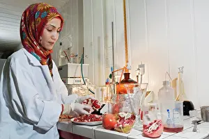 Punica: Pomegranate