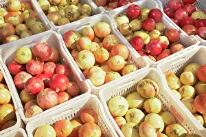 Collected: Pomegranate