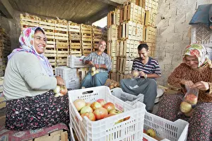 Organized: Pomegranate