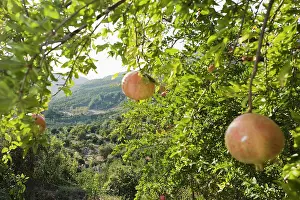 Punica: Pomegranate