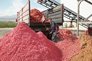 Punica: Pomegranate