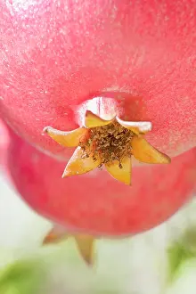 Geometrical: Pomegranate