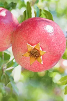Geometrical: Pomegranate