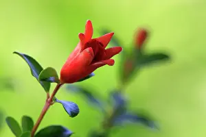 Punica: Pomegranate blossom (Punica granatum)