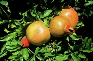 Pomegranates: Pomegranate fruit