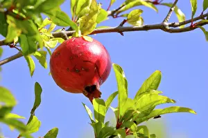 Pomegranates: Pomegranate Fruit - in tree - autumn