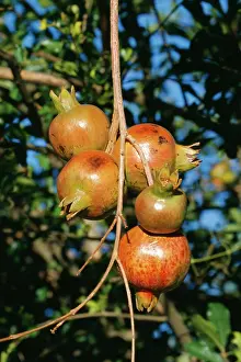 Pomegranates: Pomegranate - several fruits on branch