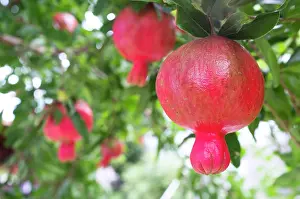Punica: Pomegranate (Punica granatum) fruits growing on