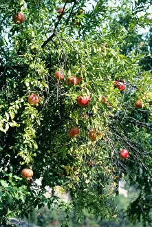Pomegranates: Pomegranate Tree, RAJPUT FORT, AMBER, INDIA