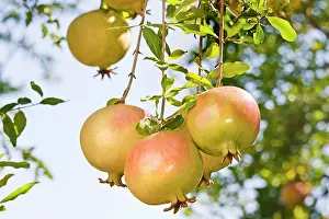 Balanced: Pomegranates in the valley of Karahac?l?, Turkey
