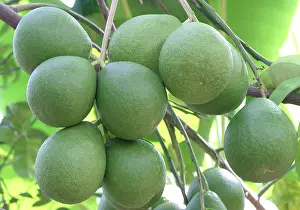 Grandis: Pomelo / Pommelo / Shaddock - edible citrus fruit