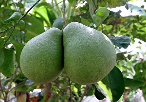 Grandis: Pomelo / Pommelo / Shaddock - edible citrus fruit