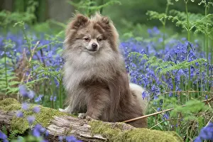110717: Pomeranian ( brown roan ) in Bluebells