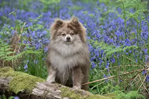 110717: Pomeranian ( brown roan ) in Bluebells