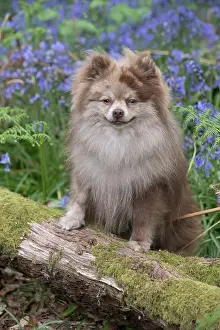 110717: Pomeranian ( brown roan ) in Bluebells