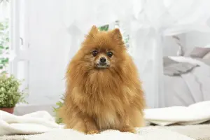 Spitz: Pomeranian dog indoors