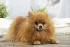 Spitz: Pomeranian dog indoors