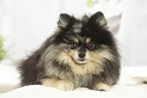 Spitz: Pomeranian dog indoors